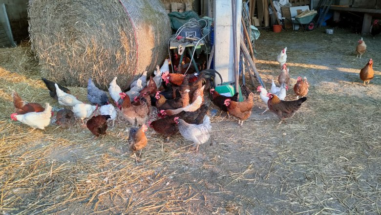 Wieshaider farm, © Franz Wieshaider Chickens on a farm with hay bales in the background.
