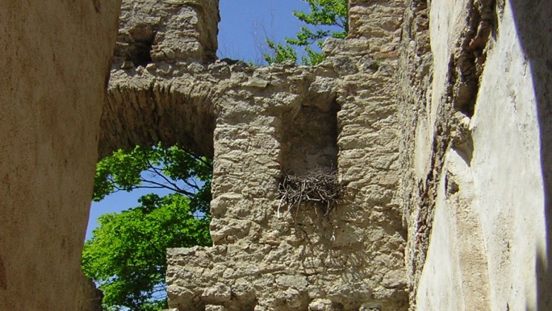 Burgruine Johannstein, © Burgruine Johannstein Ruinenmauer mit Fensteröffnungen und Vogelnest, umgeben von Bäumen.