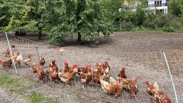 magman-huehner, © Wienerwald Tourismus GmbH magman-huehner, © Wienerwald Tourismus GmbH