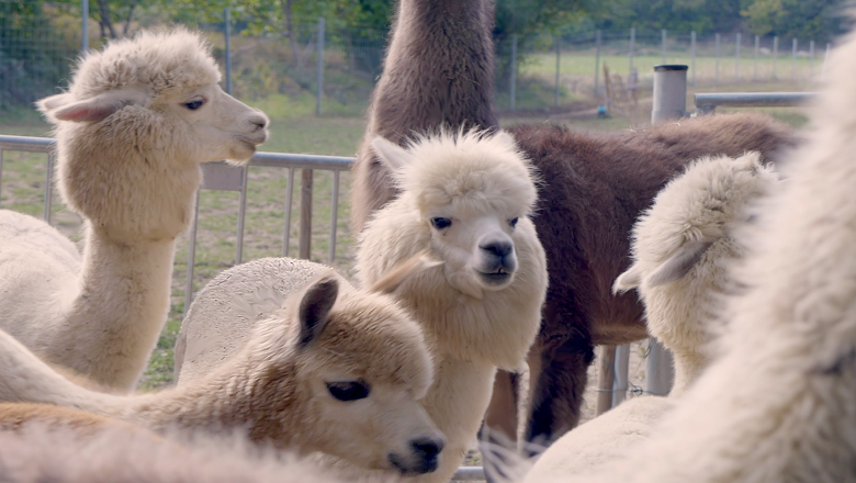 Alpaka-Erlebnis im Wienerwald, © (c) Karina Pöschl Alpaka-Erlebnis im Wienerwald, © (c) Karina Pöschl