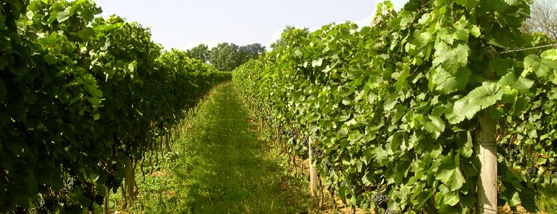 Vines, © Weinbau Taufratzhofer Rows of green vines in a vineyard.