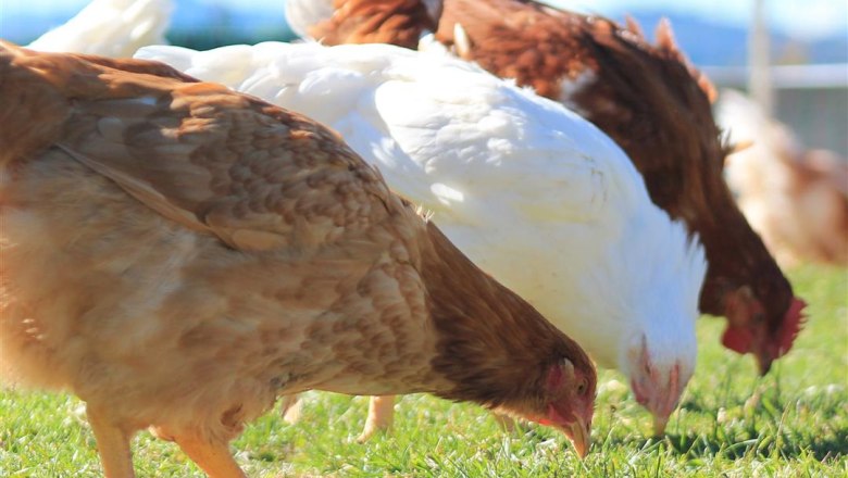 Bio Hühner am Obermaierhof, © Obermaierhof Bio Hühner am Obermaierhof, © Obermaierhof