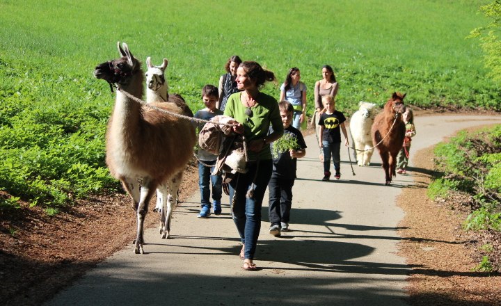 Llama Lady 1, © Astrid Herler Group of people leading llamas on a path through a green landscape.