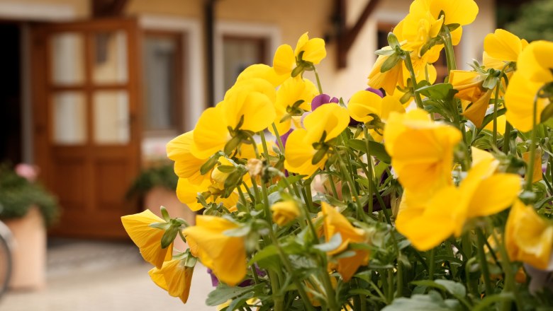 Hartl Winery, © Wienerwald Tourismus/Kerstin Semmelmeyer Hartl Winery, © Wienerwald Tourismus/Kerstin Semmelmeyer