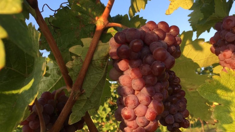 Our grapes, © Hannes Hofer Our grapes, © Hannes Hofer