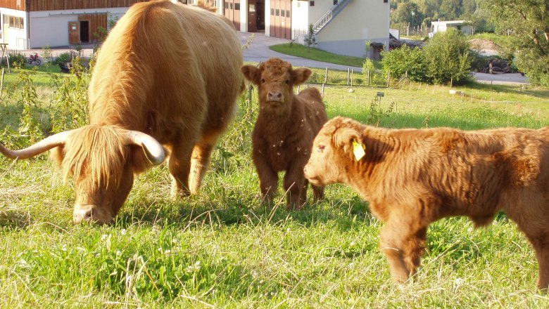 Kühe, © Annahof Kühe, © Annahof