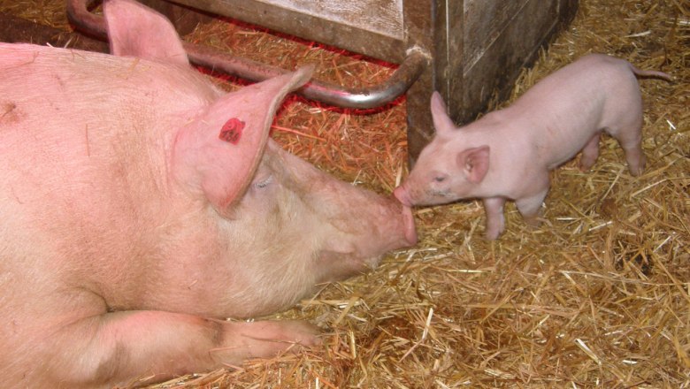 Schweine, © Annahof Schweine, © Annahof