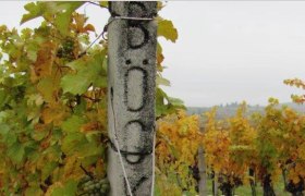 Weingarten, © Weingut Böck Weingarten, © Weingut Böck