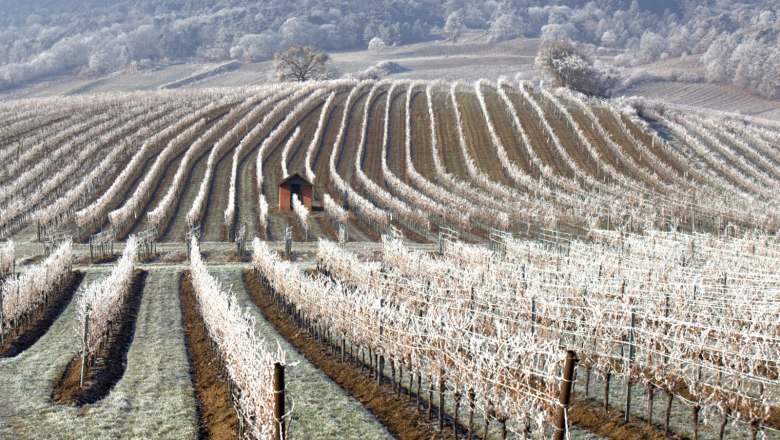 Winter im Weingarten, © Stefan Österreicher Winter im Weingarten, © Stefan Österreicher