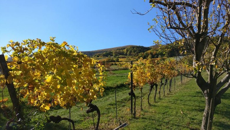 thom_weinzeile_garten, © Fotocredit: Thom Kunz thom_weinzeile_garten, © Fotocredit: Thom Kunz