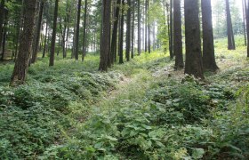 Wald bei Gschaid, © Wienerwald Wald bei Gschaid, © Wienerwald
