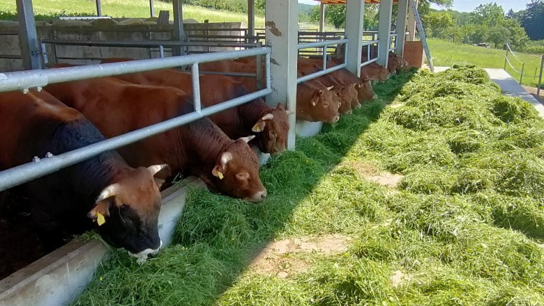 Wieshaider Farm, © Franz Wieshaider Cows eating grass in a covered barn on a farm.