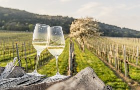 Weinfrühling in der Thermenregion Wienerwald, © Niederösterreich Werbung/ Robert Herbst Weinfrühling in der Thermenregion Wienerwald, © Niederösterreich Werbung/ Robert Herbst