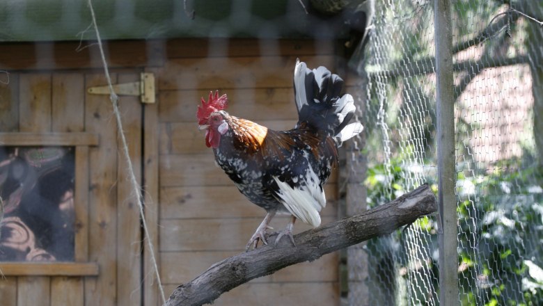 Cock, © Haselhof Cock, © Haselhof