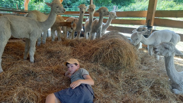Alpkahof Klosterneuburg, © Alpakahof Klosterneuburg Alpkahof Klosterneuburg, © Alpakahof Klosterneuburg
