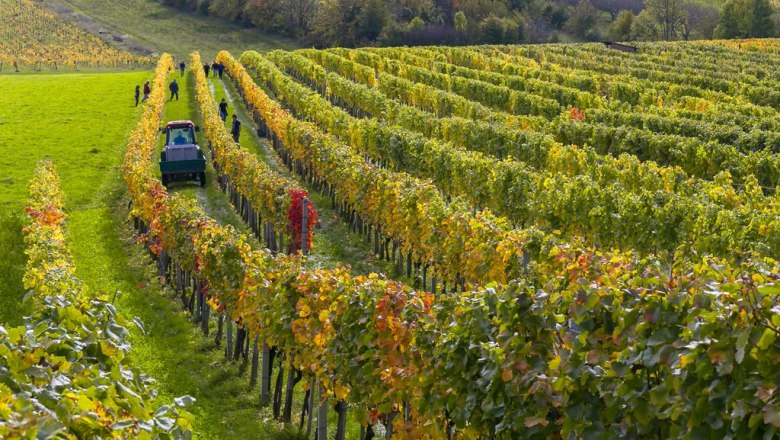 5 hectares of vineyard, © barbach 5 hectares of vineyard, © barbach