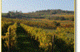 Weingarten1, © http://www.farmer-nowak.at Ein Weingarten mit grünen Rebenreihen unter blauem Himmel.