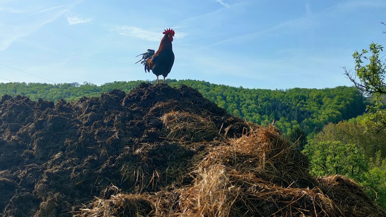 Wieshaider Farm, © Franz Wieshaider A rooster stands on a pile of dung in front of a wooded hill under a blue sky.