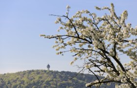 Guglzipf, © Christian Handl Guglzipf, © Christian Handl