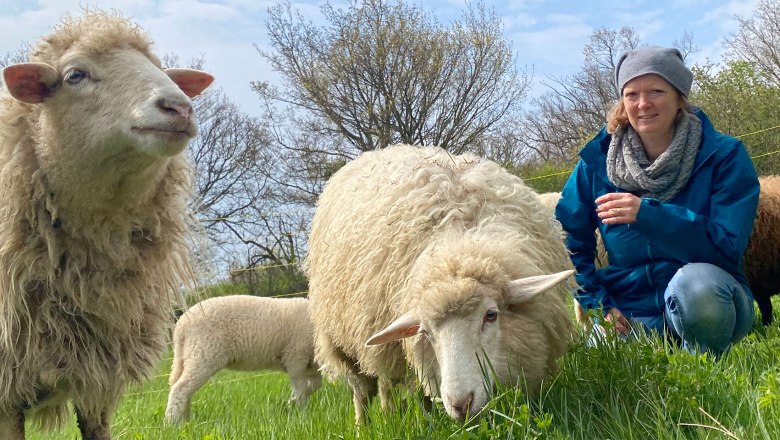 Sheep experience Guntramsdorf Lower Austria near Vienna, © (c) Karina Pöschl Sheep experience Guntramsdorf Lower Austria near Vienna, © (c) Karina Pöschl