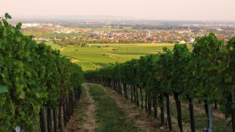 Vineyards, © Weingut & Heuriger Breyer Vineyards, © Weingut & Heuriger Breyer