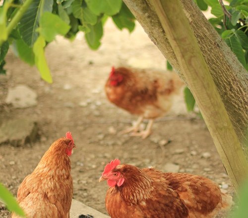 Unsere Hühner, © Annahof Unsere Hühner, © Annahof