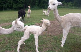 Alpkahof Klosterneuburg, © Alpakahof Klosterneuburg Alpkahof Klosterneuburg, © Alpakahof Klosterneuburg