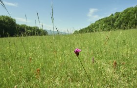 Dianawiese, © Prendinger Dianawiese, © Prendinger