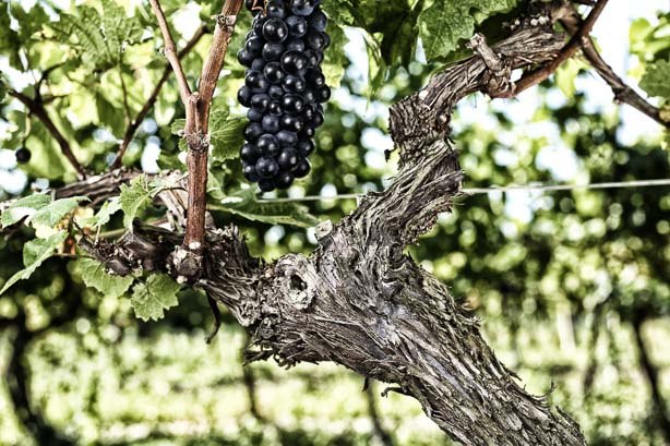 St. Laurent, © Johanneshof Reinisch St. Laurent, © Johanneshof Reinisch