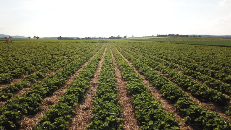 Erdbeeren & Spargel, © Hollaus Erdbeeren & Spargel, © Hollaus