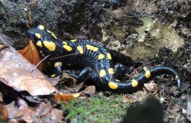 Feuersalamander, © Patricia Lechner Feuersalamander, © Patricia Lechner