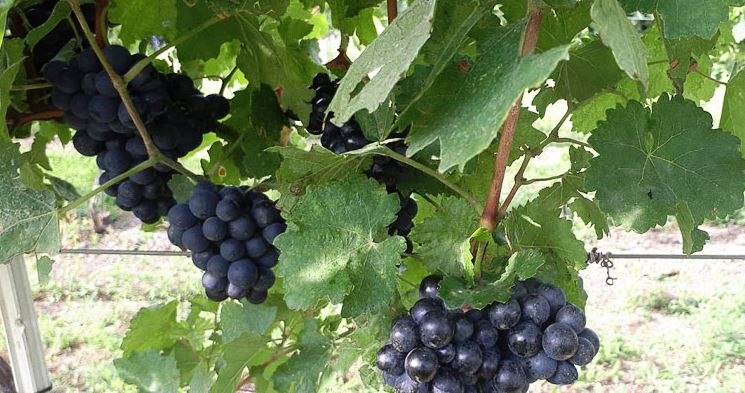 Weingarten, © Weingut Dopler Weingarten, © Weingut Dopler