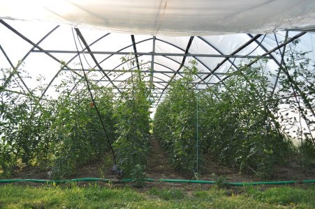 Erntedankkrone, © Teix Stehpan Erntedankkrone, © Teix Stehpan