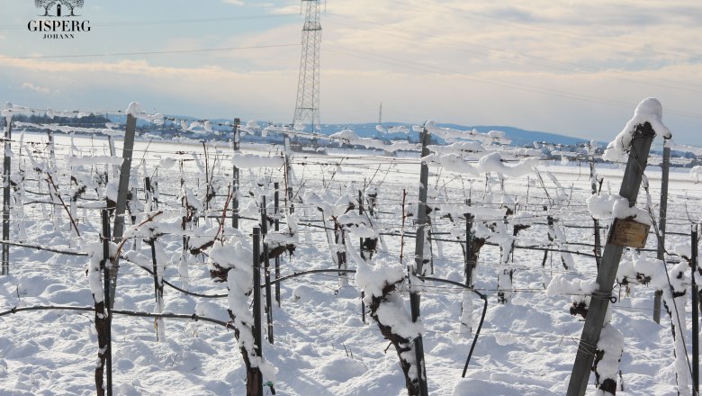 winterliche Weingärten in der Thermenregion - Burgundermacher Weingut Johann Gisperg, © Weingut Johann Gisperg