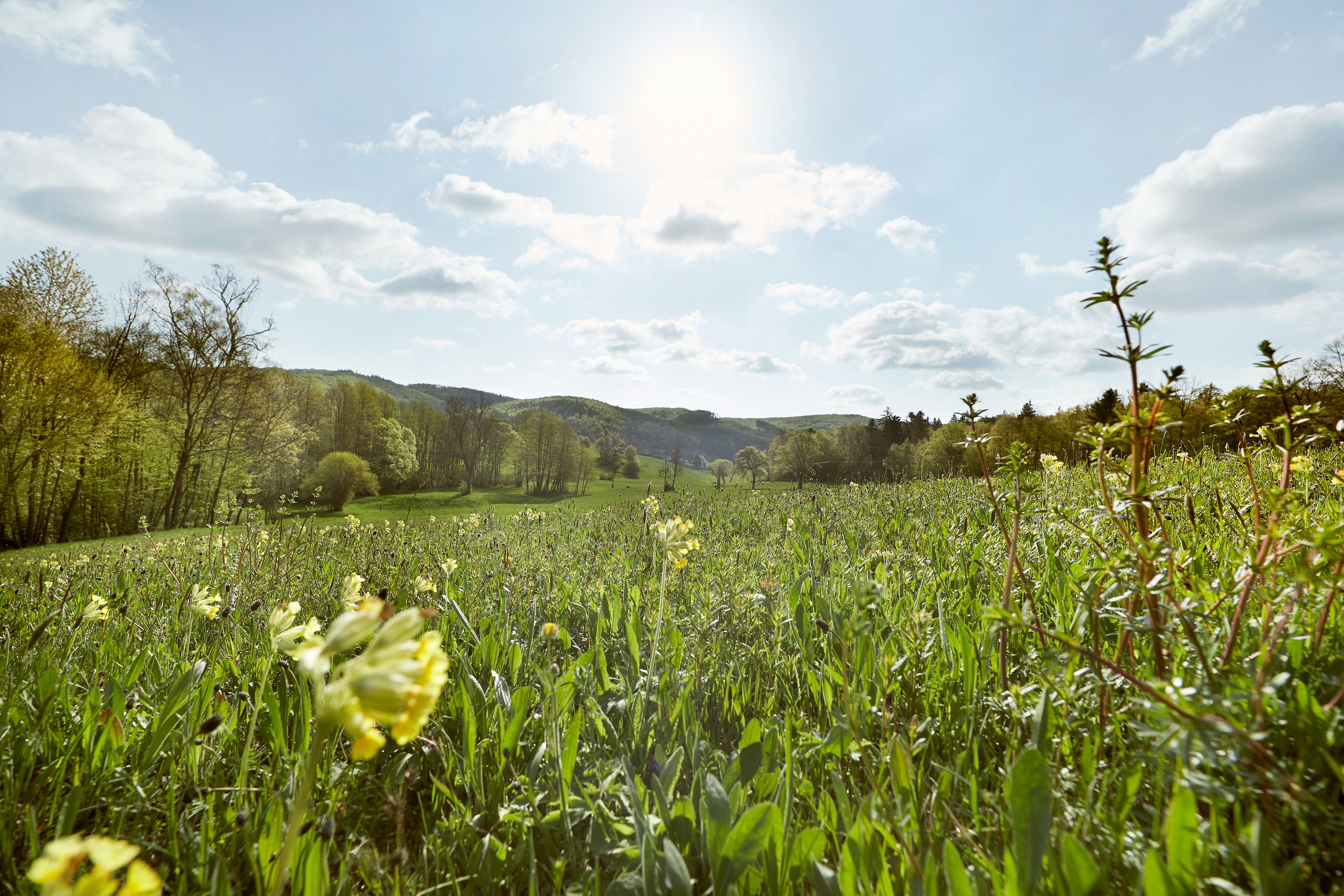Die Frühlingswiese erblüht in einem Meer aus bunten Blumen, während die sanften Hügel des Wienerwaldes im Hintergrund eine friedliche Kulisse bieten. Die warmen Sonnenstrahlen laden dazu ein, die frische Luft zu genießen und die Schönheit der Natur zu erleben.