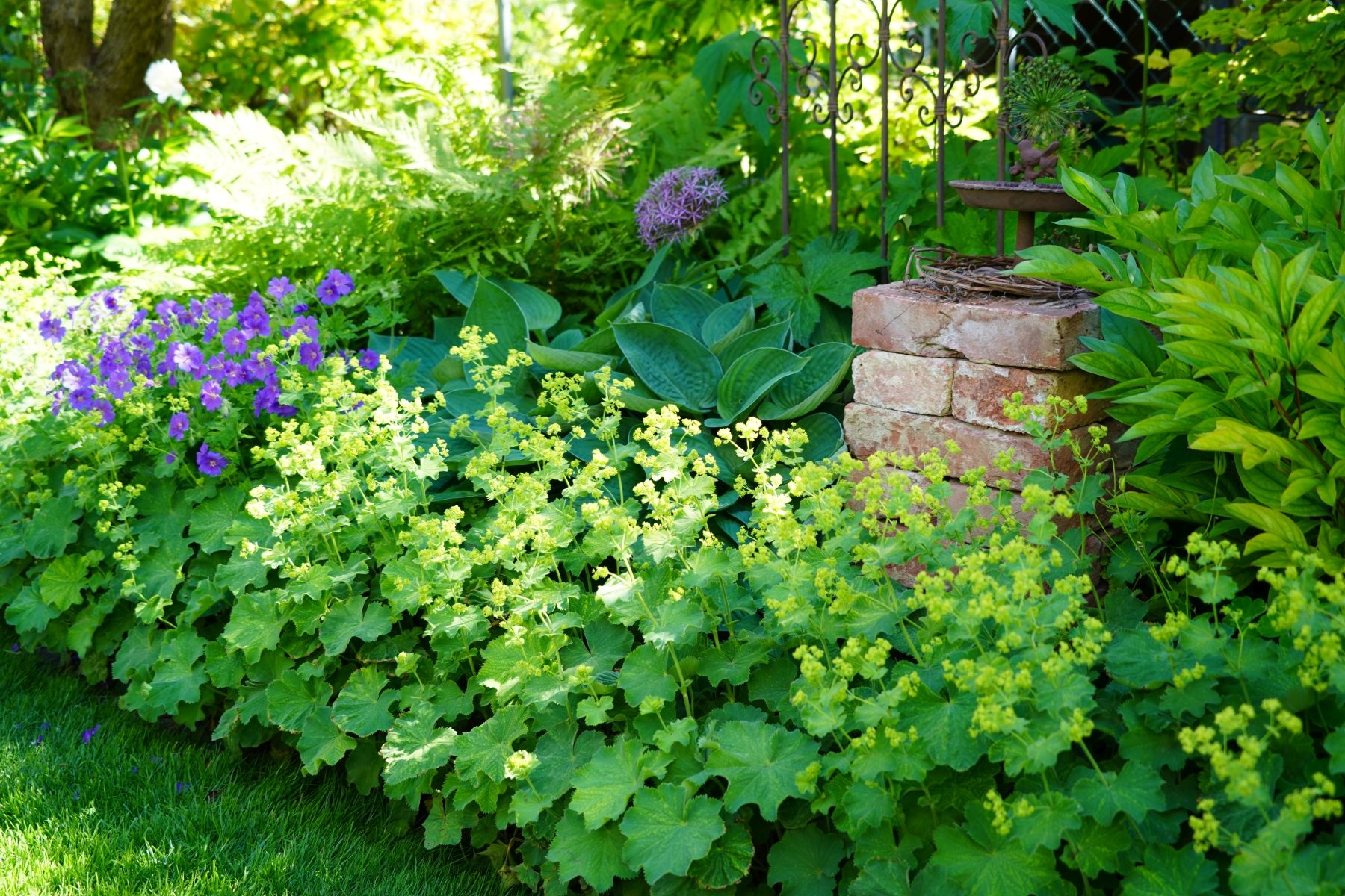 Ein blühender Garten mit gelben und violetten Blumen, umgeben von grünen Blättern und einem kleinen Ziegelsteinpodest.