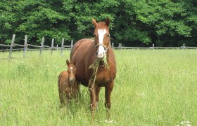 Eine Stute und ihr Fohlen stehen auf einer grünen Wiese vor einem Wald.