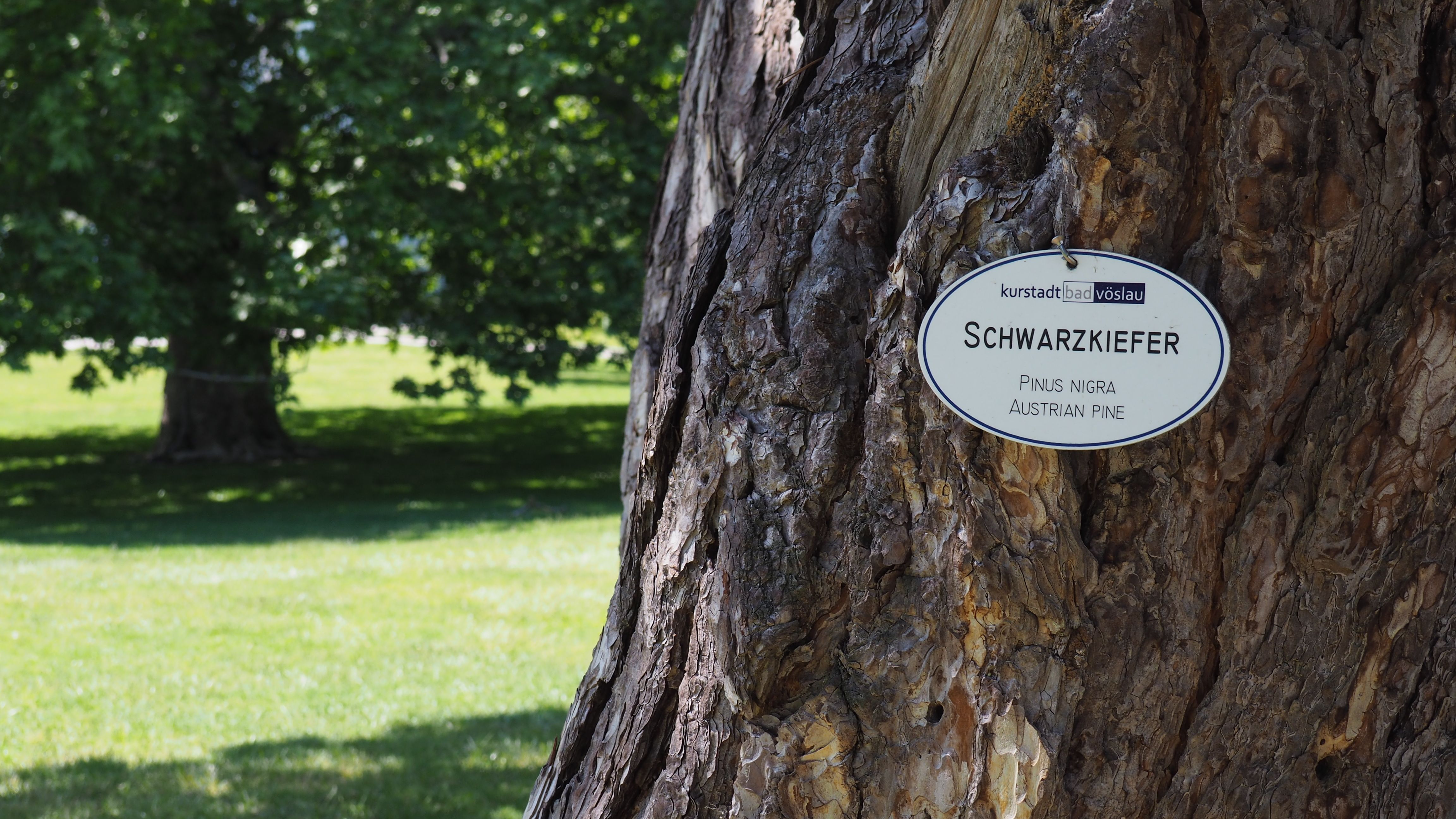 Schlosspark Bad Vöslau, Baumbeschriftung