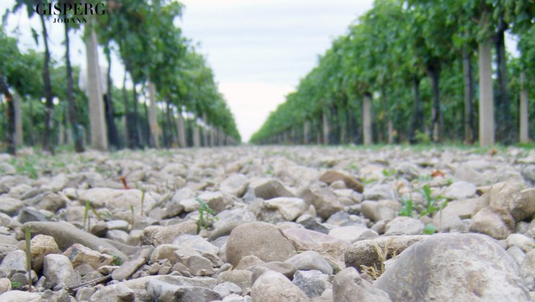 Die Kalkschotter Böden des Steinfeldes - Burgundermacher Weingut Johann Gisperg, © Weingut Johann Gisperg