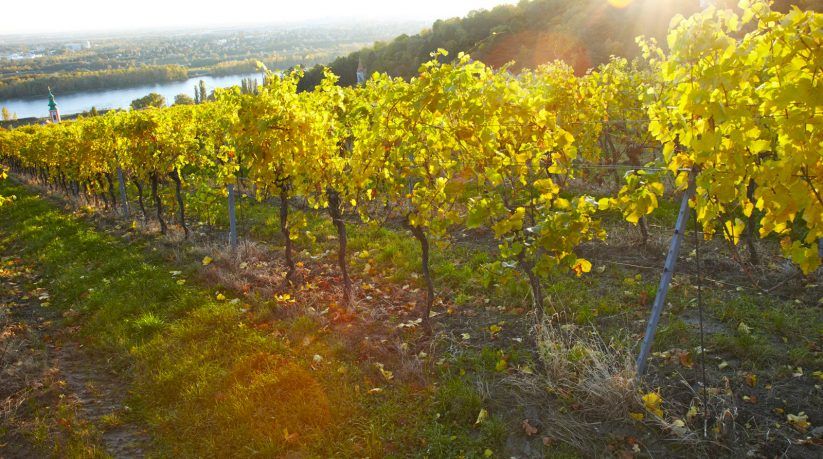 wein1