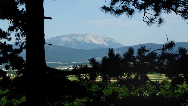 Blick auf den Schneeberg durch Bäume, mit Wiesen im Vordergrund.