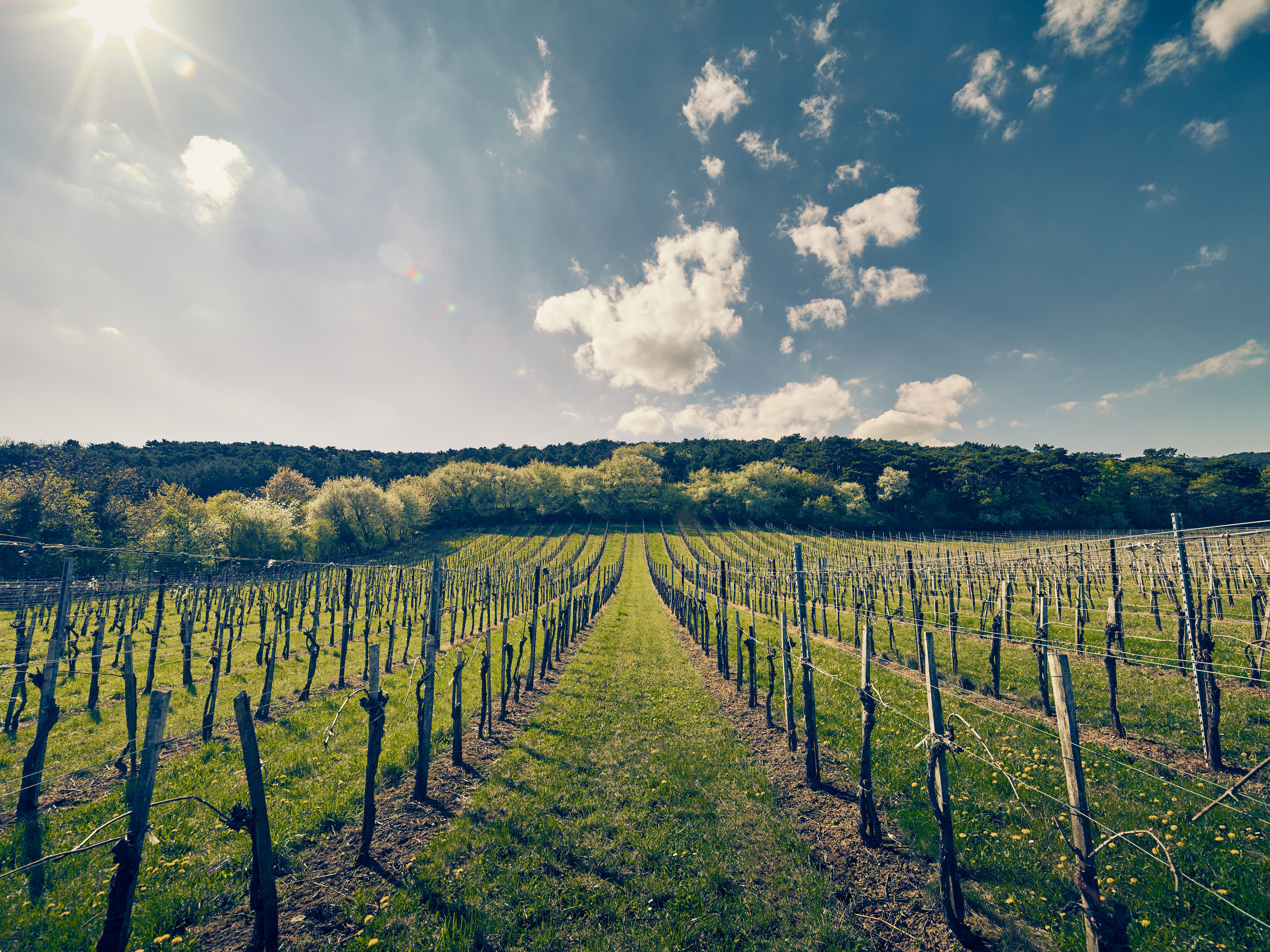 Im Frühling erblühen die Weinreben in voller Pracht und laden zu einem entspannenden Spaziergang durch die sanften Hügel ein. Die warmen Sonnenstrahlen und der Duft frischer Blüten schaffen eine einladende Atmosphäre, die zum Verweilen einlädt.