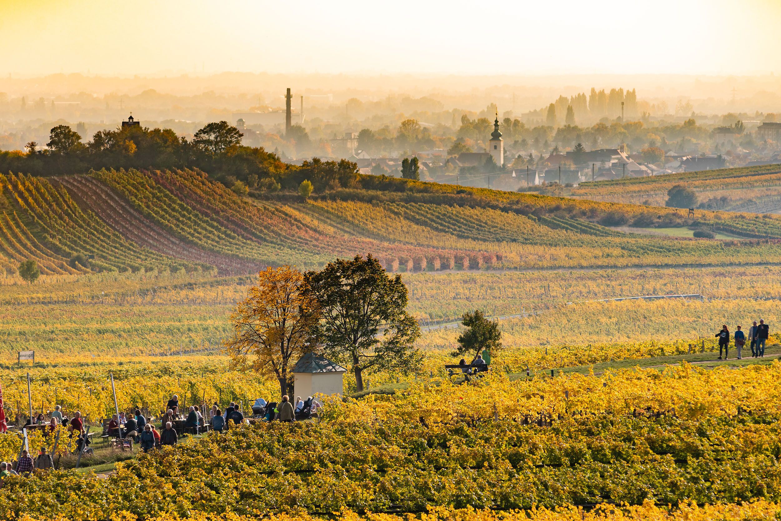 In der goldenen Abendstimmung erstrecken sich die sanften Hügel der Weinberge, während fröhliche Menschen die köstlichen Weine der Region genießen. Die Luft ist erfüllt von dem Duft reifer Trauben und dem Klang von Lachen, was die Atmosphäre der Weinherbst-Veranstaltung lebendig macht.