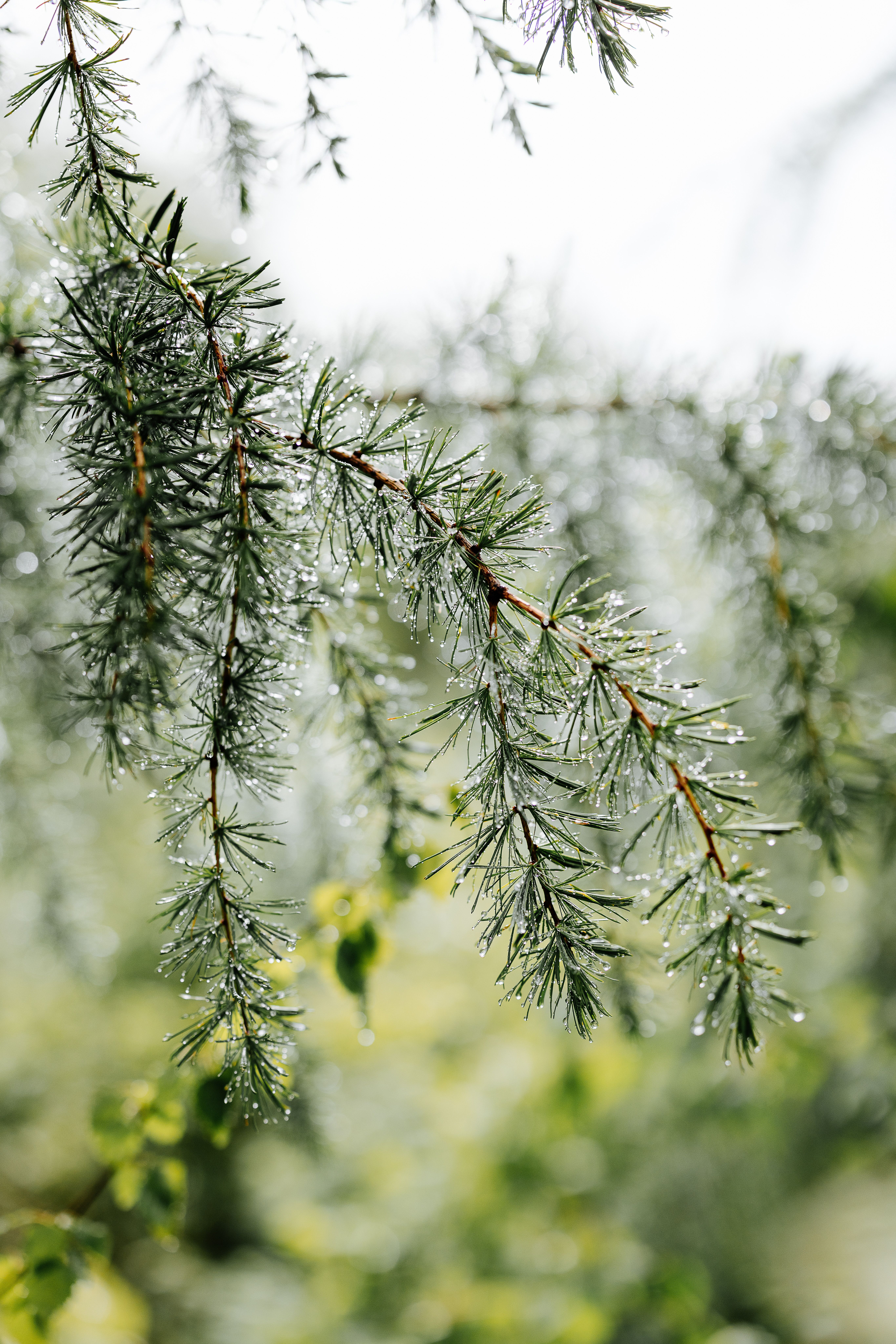 Die frischen, nadelartigen Zweige glänzen im sanften Licht, während die Tropfen des Morgentaus sanft herabfallen. Diese ruhige Szenerie lädt dazu ein, die Natur in ihrer reinsten Form zu genießen und die frische Luft des Wienerwaldes einzuatmen.