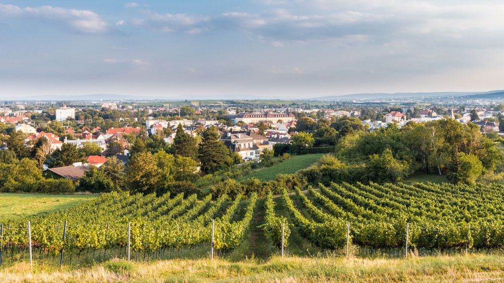 Weingartenwanderung