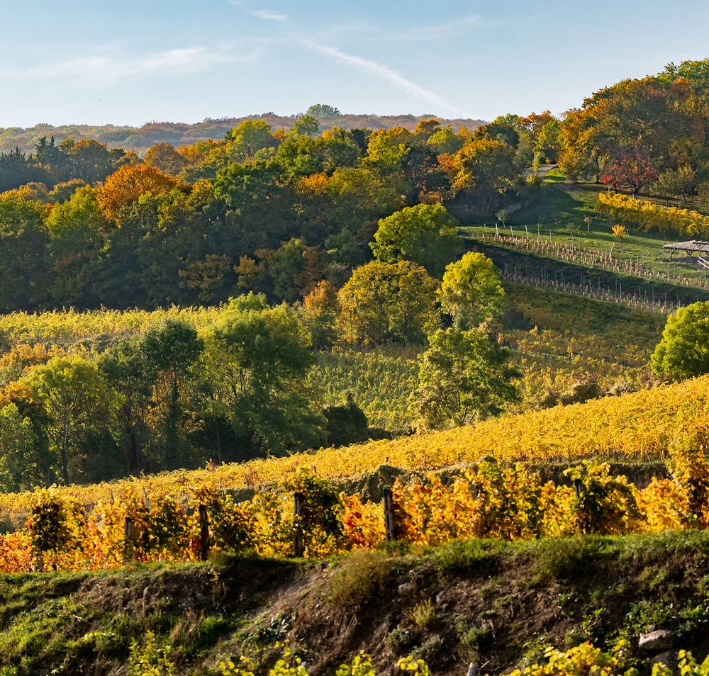 Die sanften Hügel der Weinregion sind in warmen Herbsttönen getaucht, während die Reben in voller Pracht stehen. Einladende Weinstände und fröhliche Gesichter versprechen genussvolle Stunden bei der Weinherbst-Veranstaltung. Hier wird die Tradition des Weinbaus lebendig und lädt zum Verweilen ein.