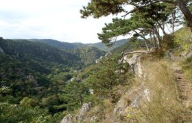 Blick auf bewaldete Hügel im Naturpark Föhrenberge mit Kiefern im Vordergrund.