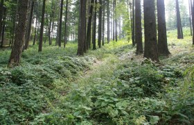Wald bei Gschaid, © Wienerwald
