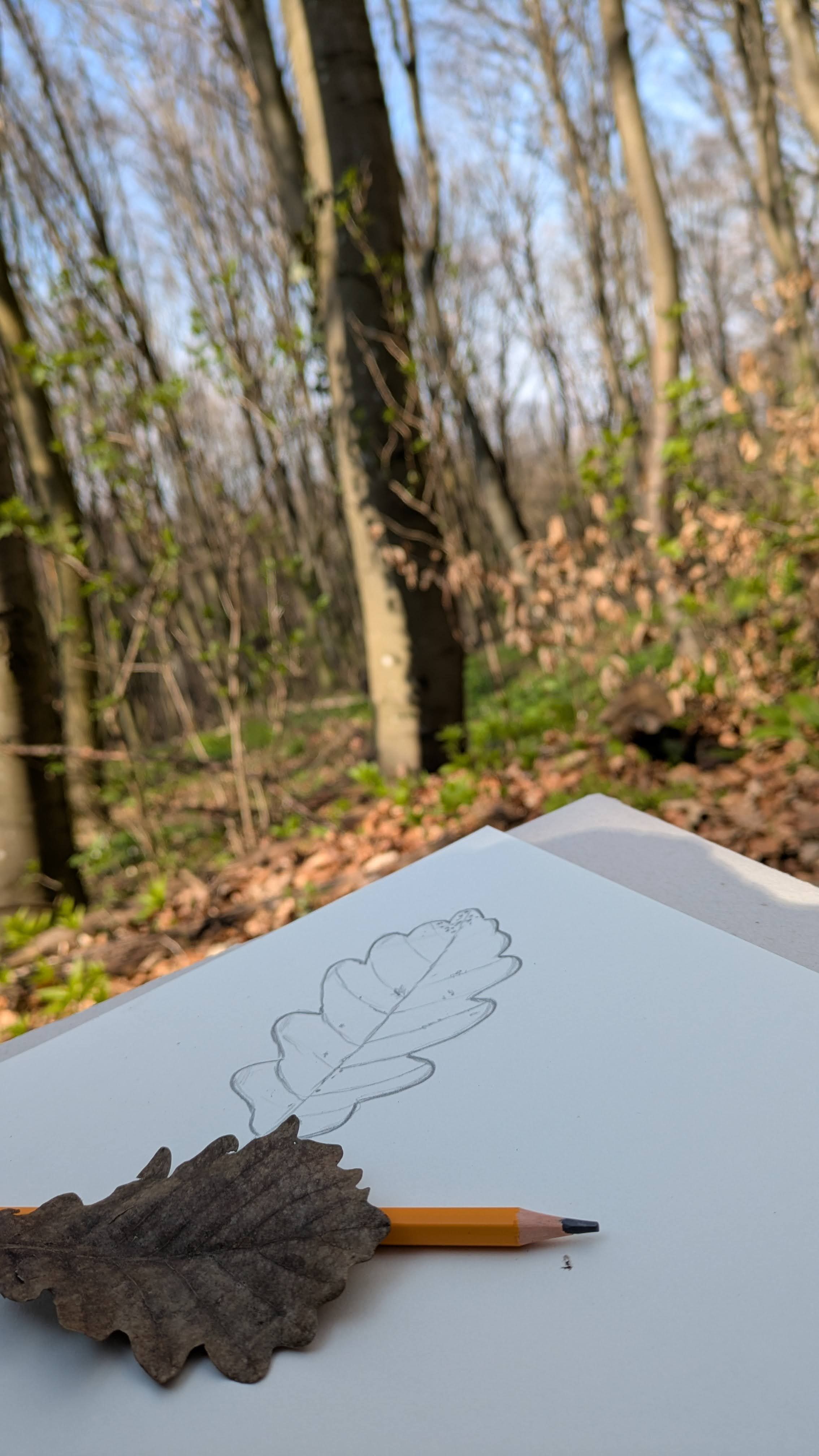 Im frühlingshaften Wienerwald wird ein Eichenblatt nachgezeichnet auf einem weißen Blatt Papier. Im Hintergrund sind schon ein paar grüne Blätter sichtbar.