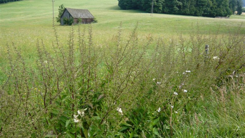Landschaft mit Wiese, kleinem Holzschuppen und Wald im Hintergrund.